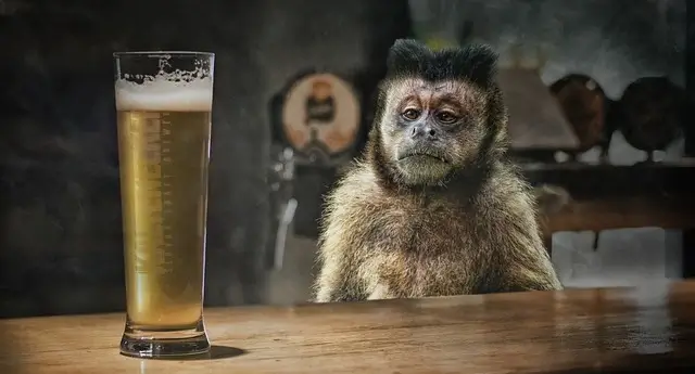 Affe starrt Bierglas an Ein Affe mit Bier