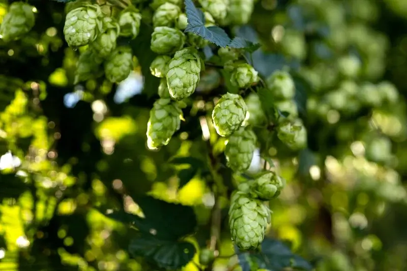 Hopfen im warmen Bier hilft bei einer Erkältung
