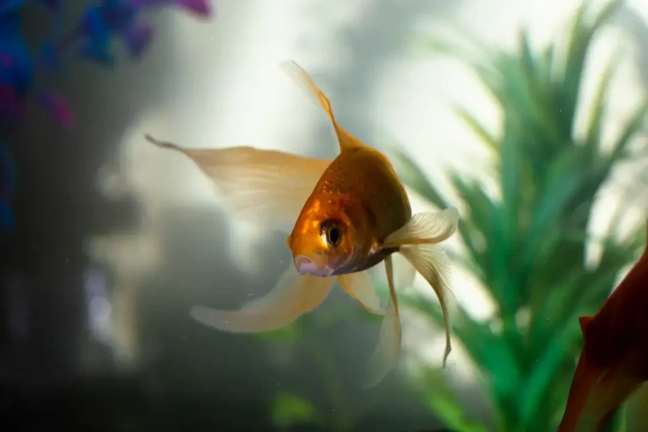 Nitrat im Aquarium senken