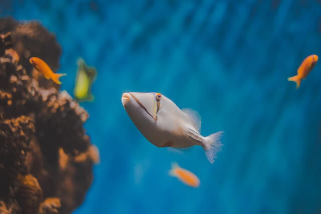 Aquarium für Anfänger Fische